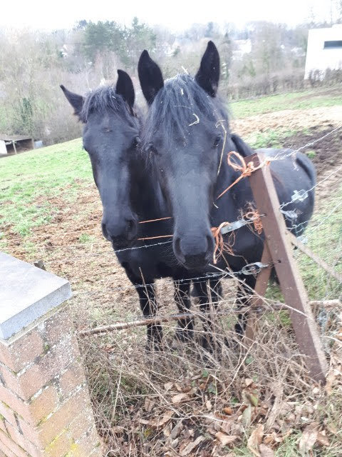 Stages,cours Cheval poney, toi