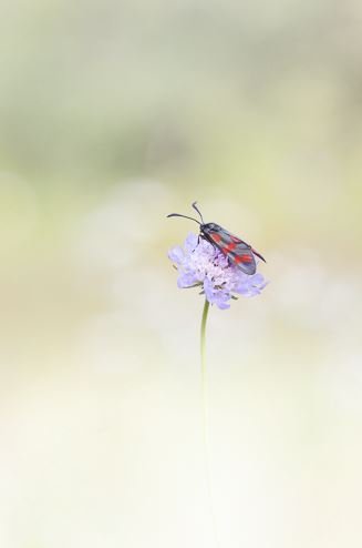 Stages,cours Stages photo macro, proxi, paysage nature