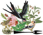 Loisirs Balade nature gourmande : coute chants d oiseaux