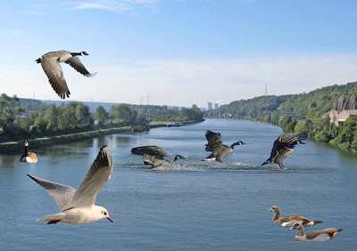 Loisirs Balade nature gourmande : oiseaux bord Meuse