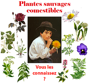 Stages,cours Formation plantes comestibles sauvages printemps d t