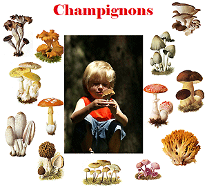 Stages,cours Formation champignons