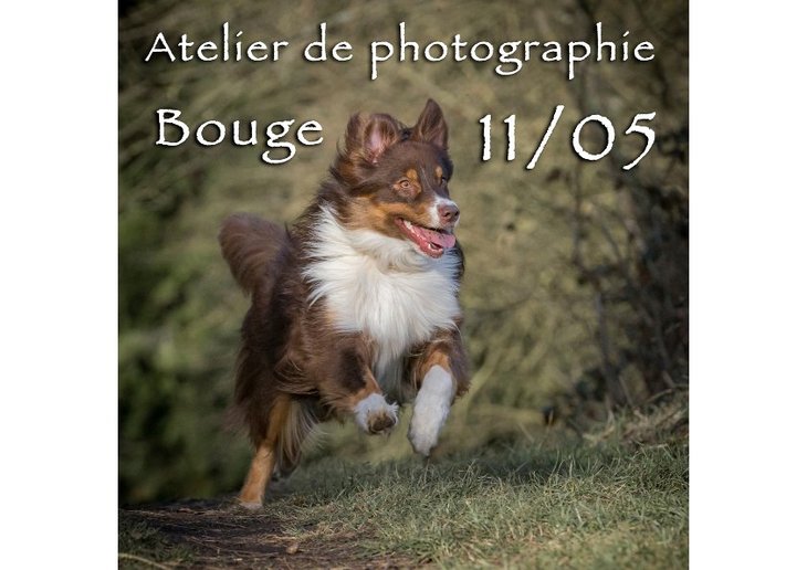Stages,cours Formation  photographie chiens dans l action Alain Thimmesch