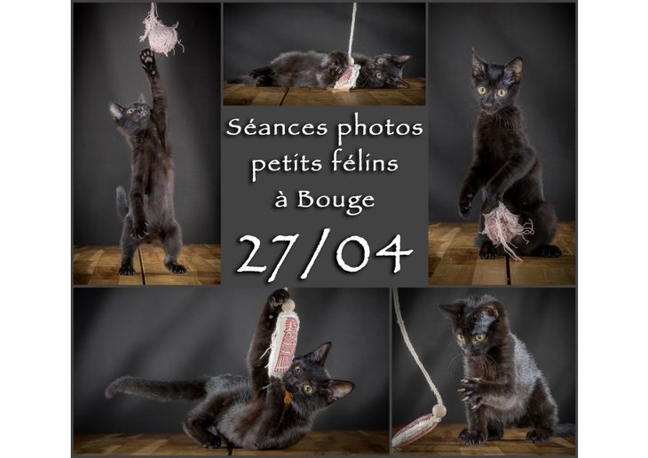 Loisirs Sances photos pour chats le photographe Alain Thimmesch