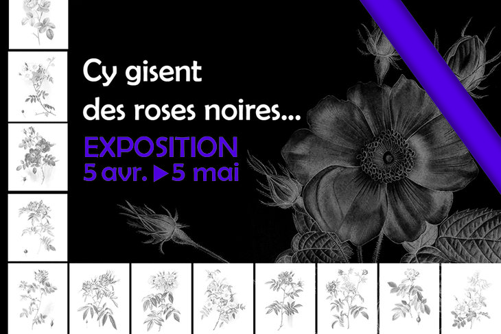 Expositions Cy gisent roses noires