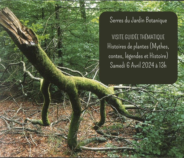 Loisirs Materia botanica - Visite thmatique : Histoire Plantes Didier Smal