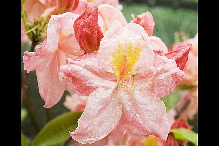 Loisirs Floraison rhododendrons des azales