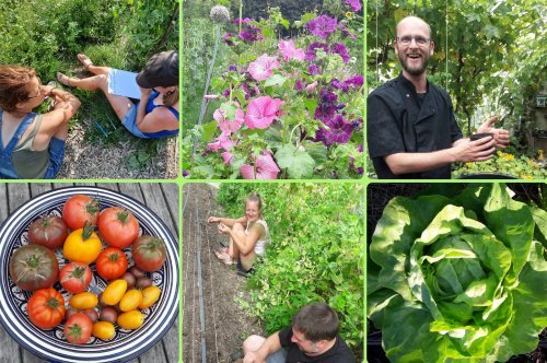 Stages,cours Potager permaculture