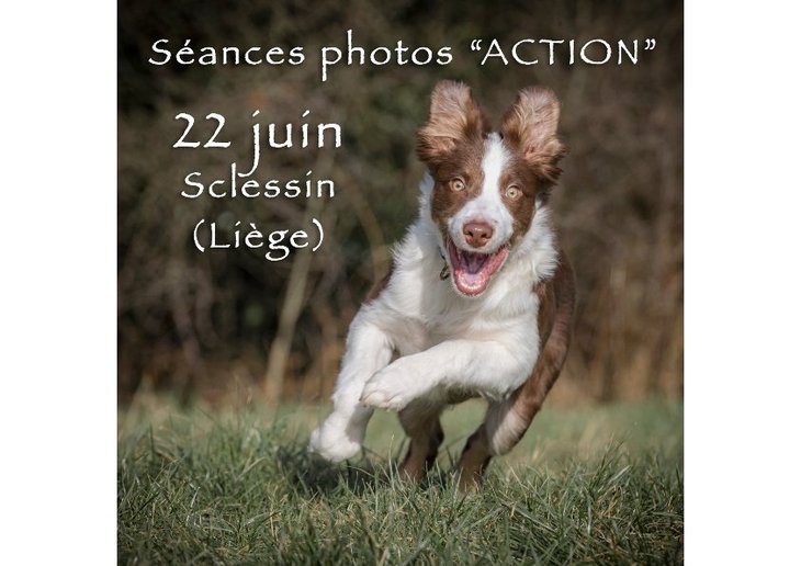 Loisirs Sances photos chiens dans l action (sur terrain cltur) Alain Thimmesch