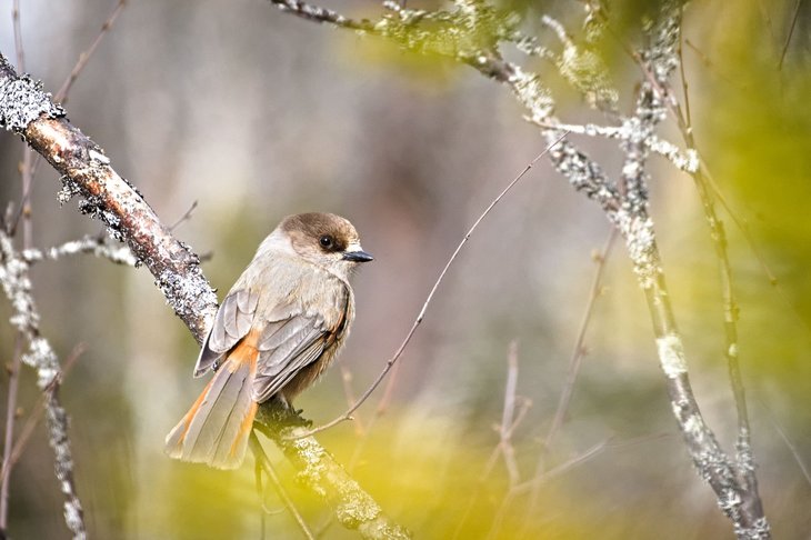 Confrences Les Ailes Nord : Rencontres avec oiseaux Scandinavie des rgions