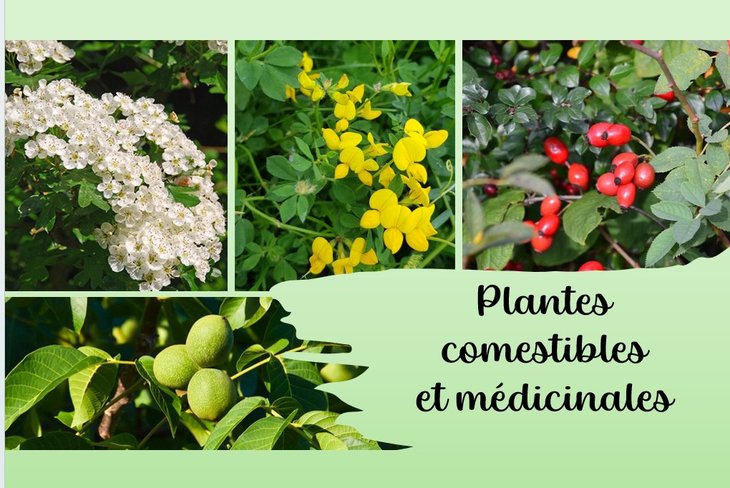 Loisirs Plantes comestibles mdicinales