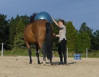 Stages,cours Cours individuel collectif d éducation étholgique exercices pieds montés