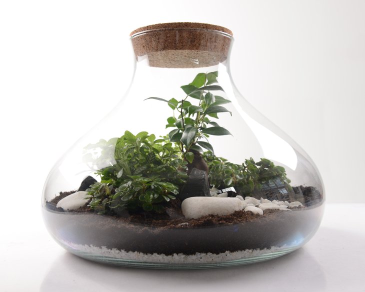 Stages,cours Créer votre terrarium