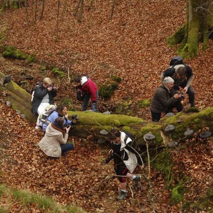 Stages,cours Balade d initiation photo forêt