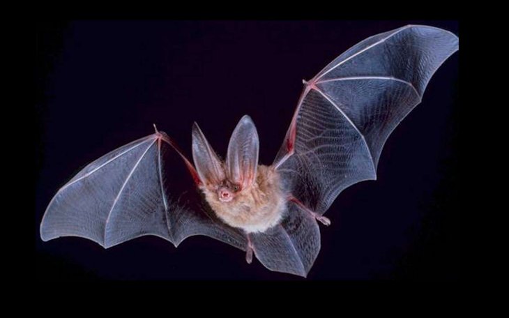 Loisirs Nuit chauves-souris dans bois d Hubermont