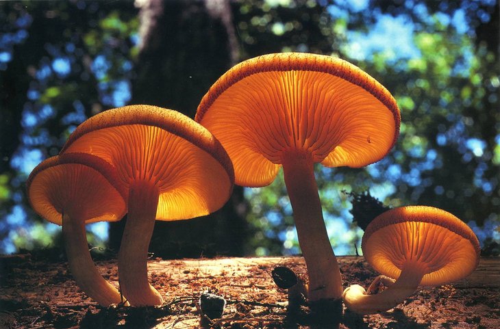 Loisirs Balade automnale forêt