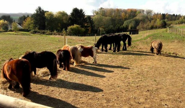 Loisirs Activits avec poneys nes - brossage, balade, parcours libres