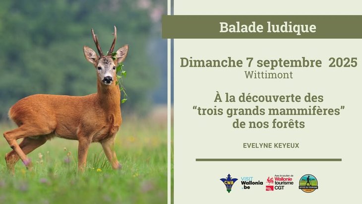 Loisirs Balade ludique À découverte  trois grands mammifères  nos forêts