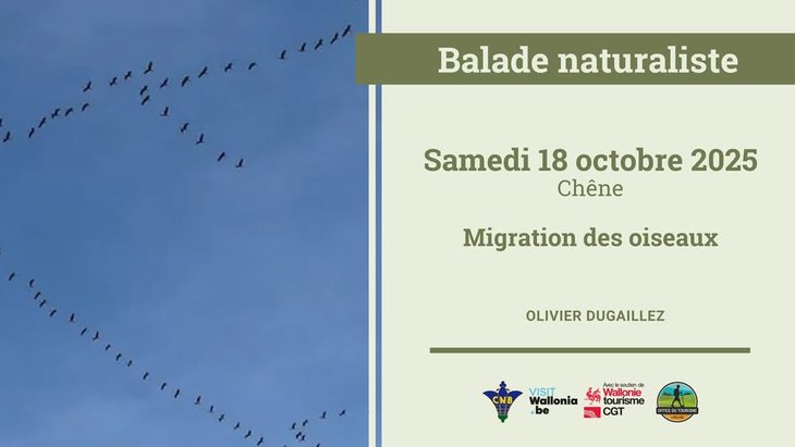 Loisirs Balade naturaliste - Migration oiseaux