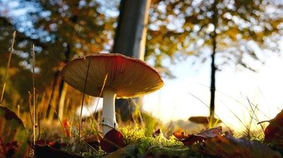 Stages,cours Balade la découverte champignons