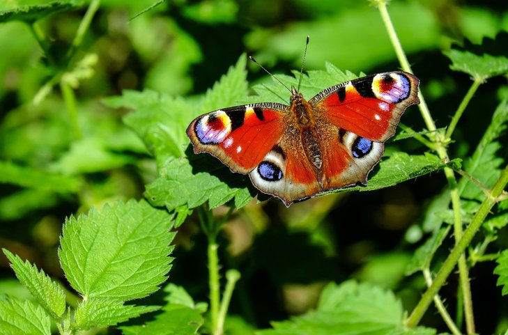 Loisirs Balade  Familles botaniques  (Namur)