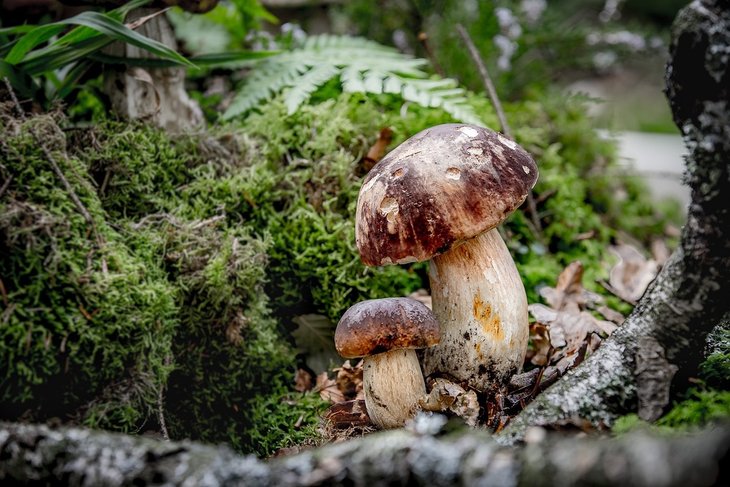 Loisirs Balade champignons familiale