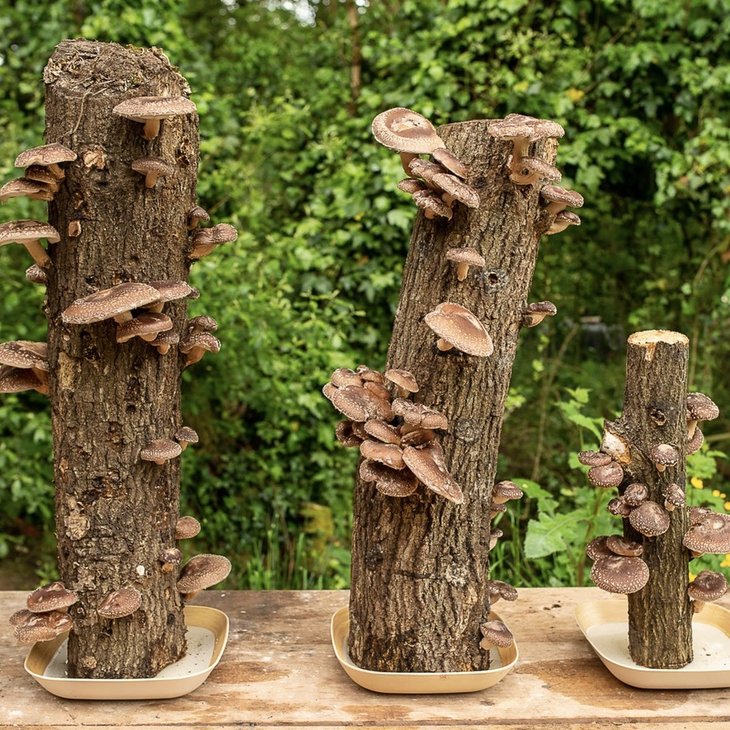 Stages,cours Les Mercredis la débrouille Culture champignons bois frais