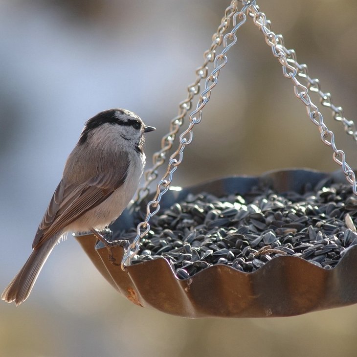 Stages,cours Les Mercredis la débrouille Nourrissons oiseaux