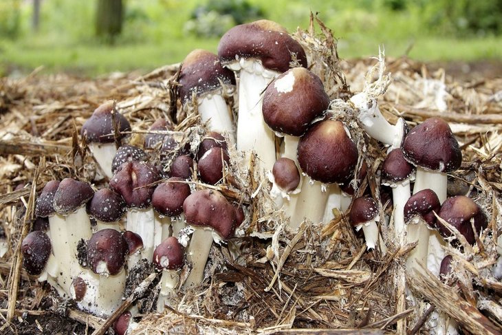 Stages,cours Cultivez champignons pour fêtes