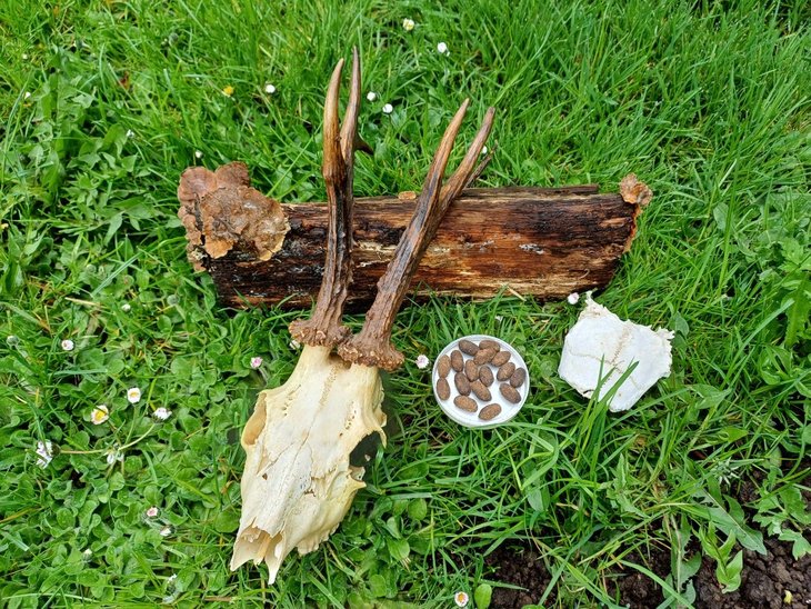 Loisirs Balade les traces indices présences animales