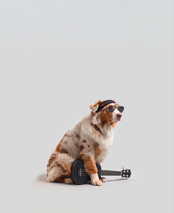 Concerts Cabaret plumes poils