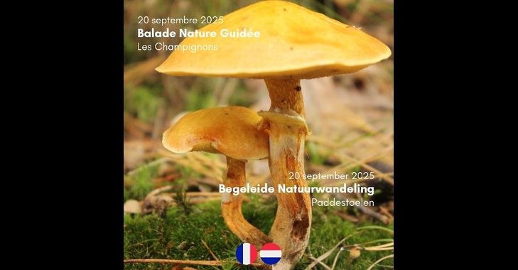 Loisirs Balade Nature Guidée : Champignons