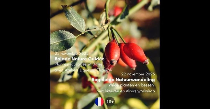 Loisirs Balade nature guidée : Plantes sauvages Baies avec Atelier Liqueurs Elixir