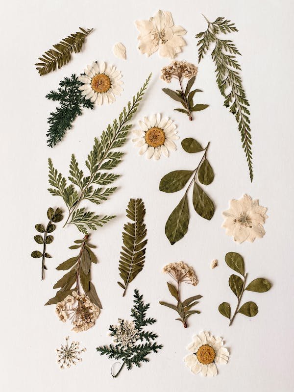 Stages,cours Création mon herbier