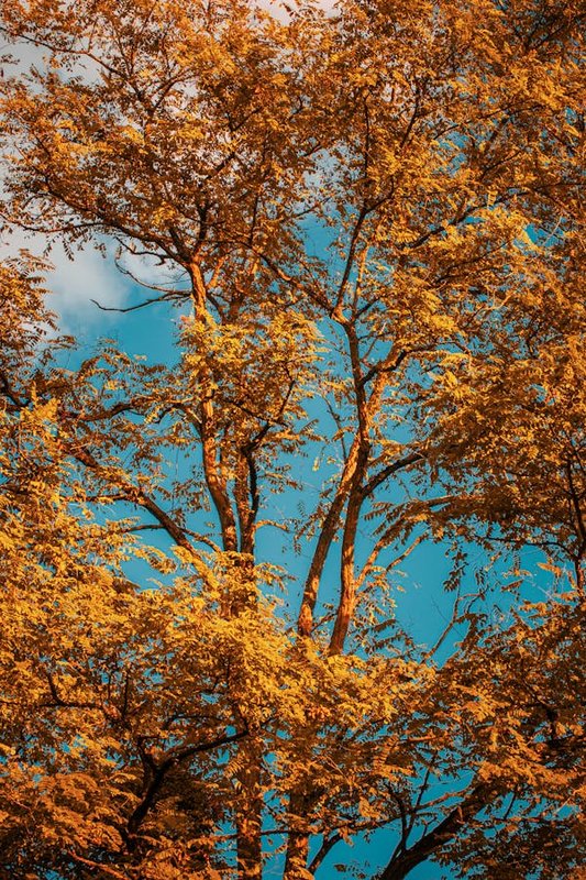 Loisirs Arbres Histoire : la découverte cœur Soignies