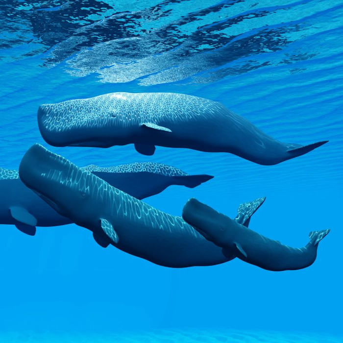 Spectacles Ad dicere