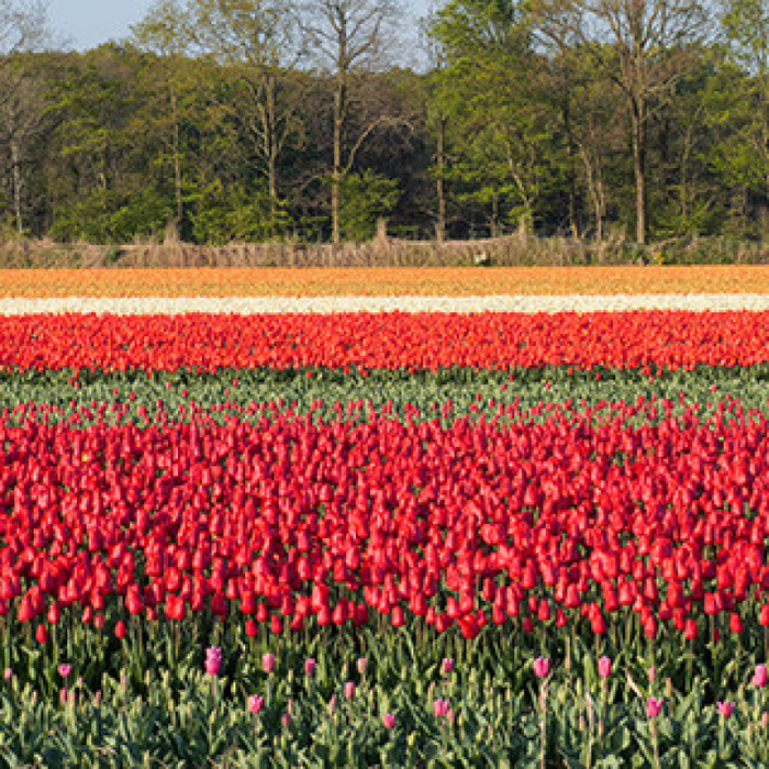 Stages,cours Les Pays-Bas, Amsterdam
