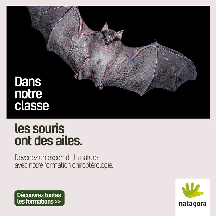 Stages,cours Formations naturalistes pour adultes la chiroptérologie