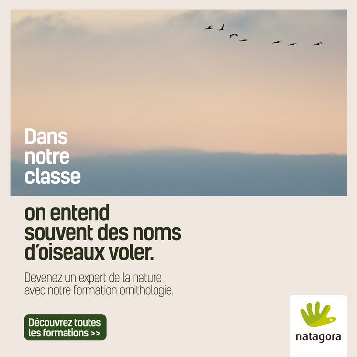 Stages,cours Formations naturalistes pour adultes l ornithologie