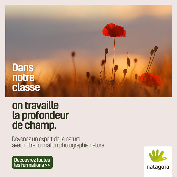 Stages,cours Formations naturalistes pour adultes la photographie nature