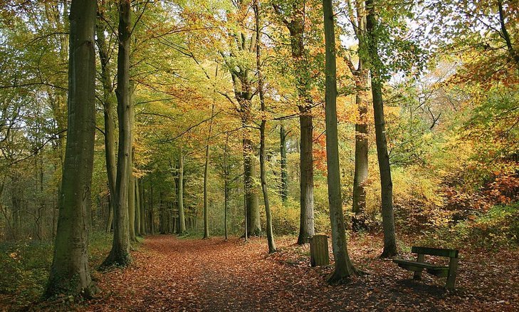 Loisirs Découverte plantes sauvages comestibles médicinales (Bois d Havré)