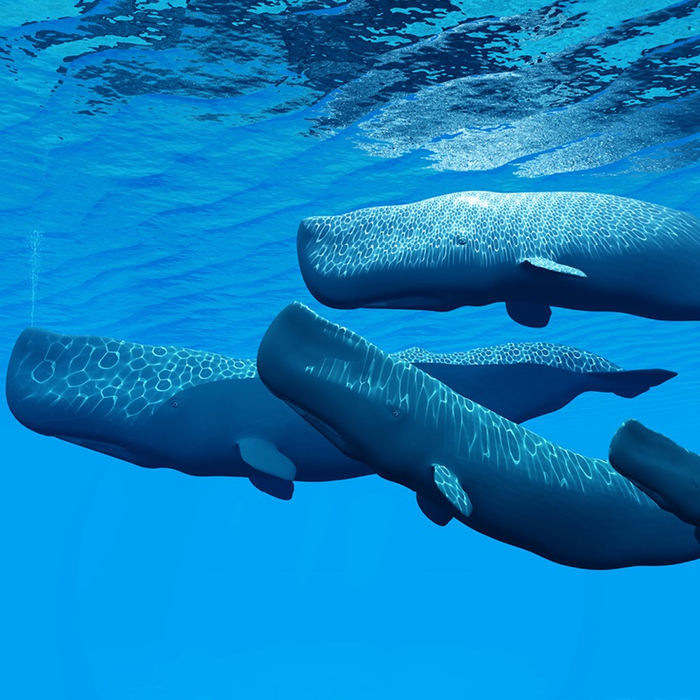 Spectacles Ad-dicere