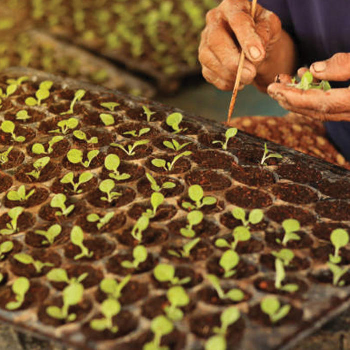 Spectacles Atelier Saisons - Production ses propres graines