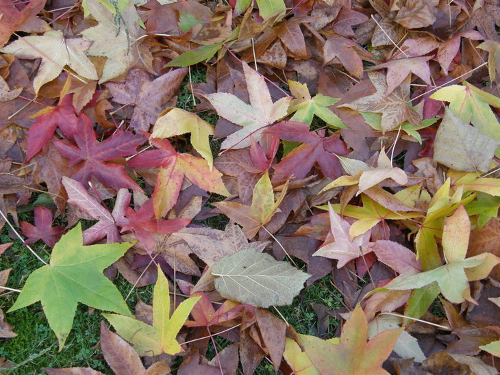 Stages,cours Les arbres automne