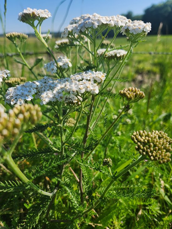 Soirées Balade plantes comestibles médicinales champs