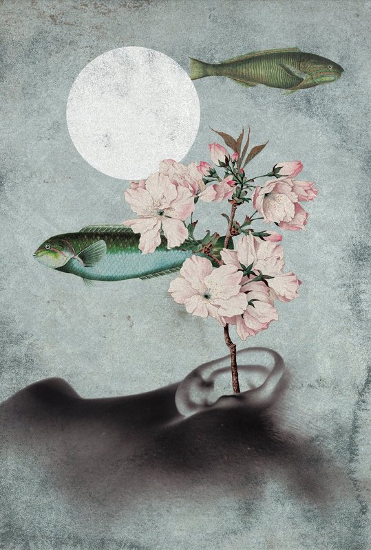 Spectacles Bastardia