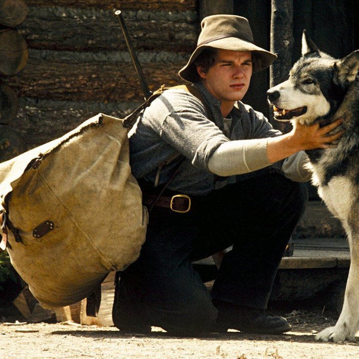 Spectacles L’image l’animal sauvage dans cinéma fiction