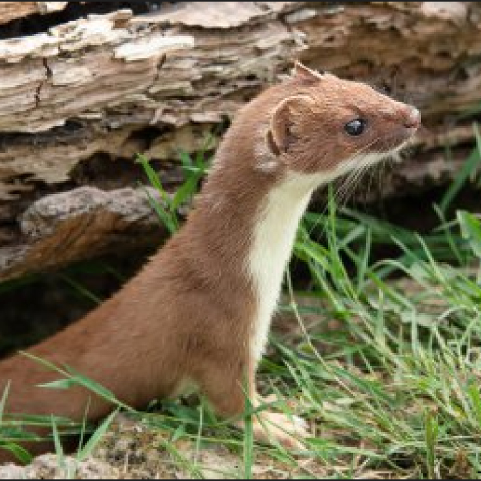 Spectacles J entends loup, renard la belette…