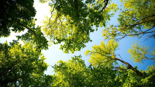 Stages,cours Reconnaissance arbres