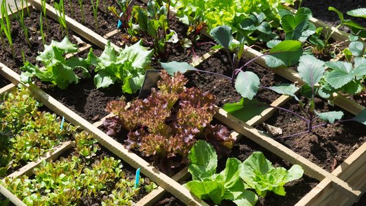 Stages,cours Visite d’un jardin potager Ascq